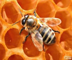 yapboz Bal arısı. Arıların bal üretmek